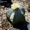 Thumbnail #5 of Astrophytum myriostigma by palmbob