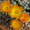 Thumbnail #5 of Fenestraria rhopalophylla subsp. aurantiaca by thistlesifter