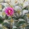 Thumbnail #4 of Mammillaria bombycina by Xenomorf