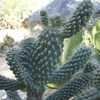 Thumbnail #3 of Cylindropuntia fulgida var. mammillata by shabbyaby