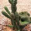 Thumbnail #4 of Cylindropuntia fulgida var. mammillata by Xenomorf