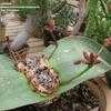 Thumbnail #4 of Welwitschia mirabilis by palmbob