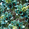 Thumbnail #4 of Puya berteroniana by pongsak