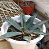 Thumbnail #4 of Agave gentryi by Jaimito