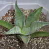 Thumbnail #3 of Agave gentryi by Jaimito