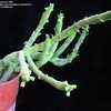 Thumbnail #4 of Euphorbia bisellenbeckii by Xenomorf