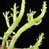 Thumbnail #3 of Euphorbia bisellenbeckii by Xenomorf