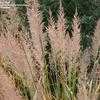 Thumbnail #4 of Stipa brachytricha by victorgardener