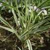 Thumbnail #3 of Phalaris arundinacea by Kelli