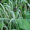 Thumbnail #4 of Phalaris arundinacea by victorgardener