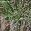 Thumbnail #5 of Panicum virgatum by hczone6