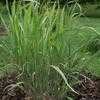 Thumbnail #3 of Panicum virgatum by hczone6