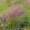 Thumbnail #1 of Muhlenbergia capillaris var. filipes by Floridian