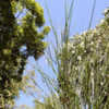 Thumbnail #4 of Panicum virgatum by growin