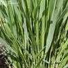 Thumbnail #2 of Panicum virgatum by Equilibrium