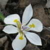 Thumbnail #2 of Dietes iridioides by vossner