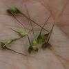 Thumbnail #4 of Echinochloa crus-galli by melody