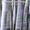 Thumbnail #2 of Dendrocalamus minor by tropicalbamboo