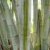 Thumbnail #5 of Dendrocalamus minor by Kell