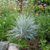 Thumbnail #3 of Elymus magellanicus by AnniesAnnuals