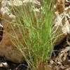 Thumbnail #1 of Aristida purpurea by RonniePitman