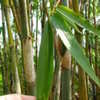 Thumbnail #5 of Gigantochloa apus by palmbob