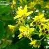 Thumbnail #2 of Koelreuteria paniculata by Jeff_Beck