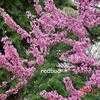 Thumbnail #2 of Cercis canadensis by roshana