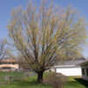 Thumbnail #2 of Salix matsudana by bigcityal