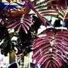 Thumbnail #1 of Albizia julibrissin by Carena