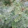 Thumbnail #1 of Caragana arborescens by Weezingreens