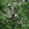 Thumbnail #4 of Robinia pseudoacacia by hczone6