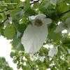 Thumbnail #3 of Davidia involucrata by bootandall