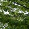 Thumbnail #4 of Davidia involucrata by bootandall