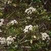 Thumbnail #2 of Viburnum tridentatum by lilwren