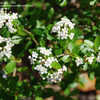 Thumbnail #5 of Viburnum tridentatum by dermoidhome