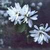 Thumbnail #3 of Amelanchier alnifolia by kennedyh