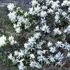 Thumbnail #4 of Amelanchier alnifolia by kennedyh