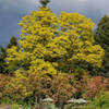 Thumbnail #3 of Robinia pseudoacacia by growin