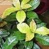 Thumbnail #1 of Ardisia japonica by growin