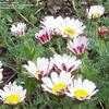 Thumbnail #2 of Anacyclus pyrethrum by TuttiFrutti