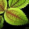 Thumbnail #3 of Pilea involucrata by Kell