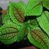 Thumbnail #4 of Pilea involucrata by rntx22