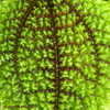 Thumbnail #5 of Pilea involucrata by Kell