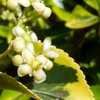 Thumbnail #4 of Euonymus japonicus by WaterCan2