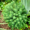 Thumbnail #5 of Euphorbia cyparissias by floraphiliac