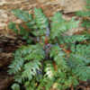 Thumbnail #5 of Mahonia nervosa by growin