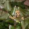 Thumbnail #4 of Mahonia nervosa by GardenGuyKin