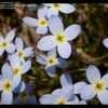 Thumbnail #5 of Houstonia caerulea by LadyAshleyR