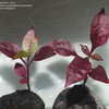 Thumbnail #2 of Alternanthera brasiliana by ransom3